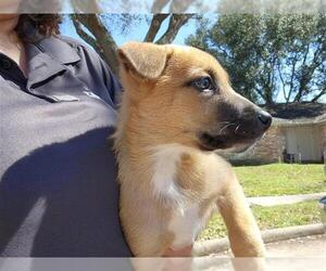 German Shepherd Dog-Unknown Mix Dogs for adoption in Houston, TX, USA