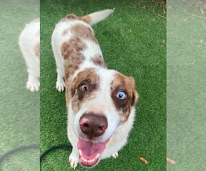 Catahoula Leopard Dog-Unknown Mix Dogs for adoption in Lakewood, CO, USA