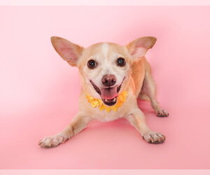 Chihuahua-Unknown Mix Dogs for adoption in Phoenix, AZ, USA