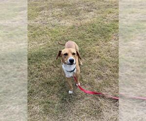 Labbe Dogs for adoption in Corpus Christi, TX, USA