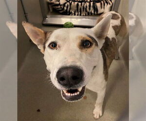 German Shepherd Dog-Unknown Mix Dogs for adoption in Rancho Cucamonga, CA, USA