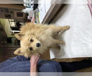 Pomeranian Dogs for adoption in Benton, LA, USA