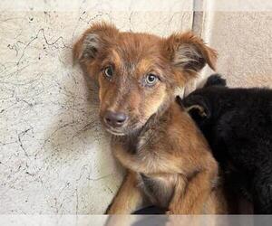 Mutt Dogs for adoption in Oklahoma City, OK, USA