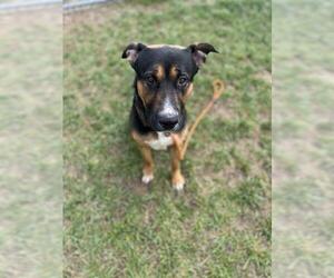 American Pit Bull Terrier-German Shepherd Dog Mix Dogs for adoption in Louisville, KY, USA