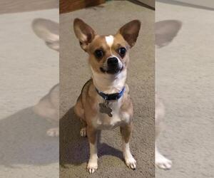 Chihuahua-Unknown Mix Dogs for adoption in East Amherst, NY, USA