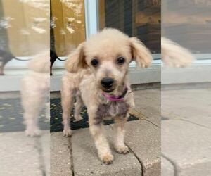 Poodle (Miniature) Dogs for adoption in Wheaton, IL, USA