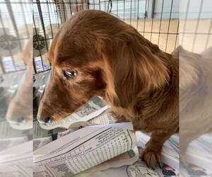 Dachshund Dogs for adoption in Pembroke, GA, USA