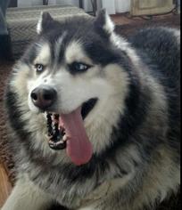 Siberian Husky Dogs for adoption in Waseca, MN, USA