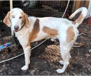 Black and Tan Coonhound-Labrador Retriever-English Coonhound Mix Dogs for adoption in Pompton Plains, NJ, USA