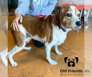 Beagle-Unknown Mix Dogs for adoption in Mount Juliet, TN, USA