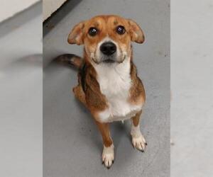 Beagle Dogs for adoption in Peoria, IL, USA