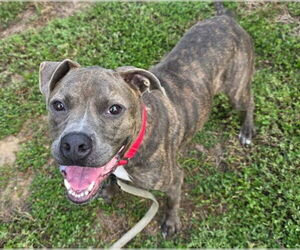 Medium Photo #1 American Pit Bull Terrier-Unknown Mix Puppy For Sale in Ocala, FL, USA