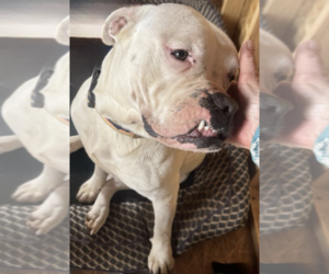 Bulloxer Dogs for adoption in Decatur, GA, USA