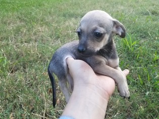 Medium Photo #1 Dachshund Puppy For Sale in Pearland, TX, USA