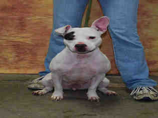 Medium Photo #1 American Staffordshire Terrier Puppy For Sale in Louisville, KY, USA