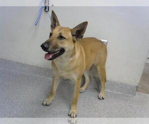 German Shepherd Dog-Unknown Mix Dogs for adoption in Pasadena, TX, USA