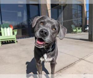 Labrador Retriever-Unknown Mix Dogs for adoption in Denver, CO, USA