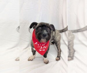 Mutt Dogs for adoption in Pottstown, PA, USA