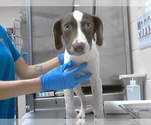 Pointer-Unknown Mix Dogs for adoption in Fayetteville, NC, USA