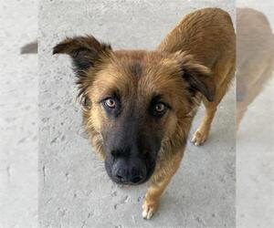 German Shepherd Dog Dogs for adoption in Bakersfield, CA, USA