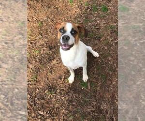 Bogle Dogs for adoption in Decatur, GA, USA