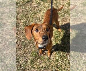 Labrador Retriever-Unknown Mix Dogs for adoption in Waterford, VA, USA