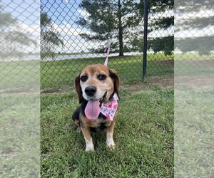 Beagle Dogs for adoption in Evansville, IN, USA