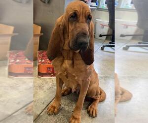 Bloodhound Dogs for adoption in Westminster, MD, USA