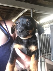 Chiweenie Dogs for adoption in Del Rio, TX, USA