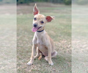 Chug Dogs for adoption in PIPE CREEK, TX, USA