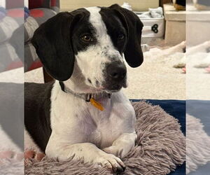 Basset Hound Dogs for adoption in Mukwonago, WI, USA