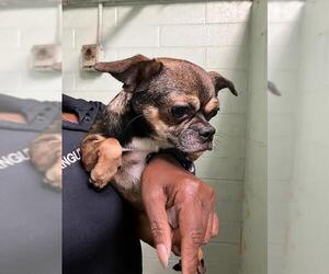 Mutt Dogs for adoption in Stockton, CA, USA