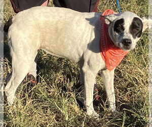 Colonial Cocker Spaniel-Unknown Mix Dogs for adoption in Slidell, LA, USA