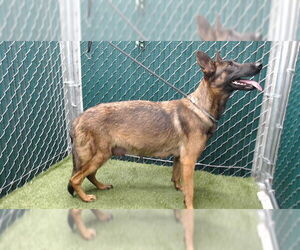 German Shepherd Dog Dogs for adoption in Downey, CA, USA