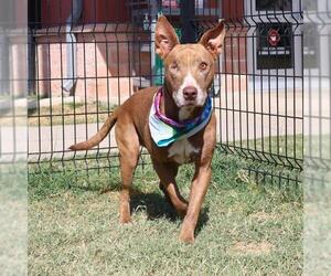 Labrador Retriever-Unknown Mix Dogs for adoption in San Antonio, TX, USA