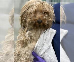 Mutt Dogs for adoption in Forestville, MD, USA