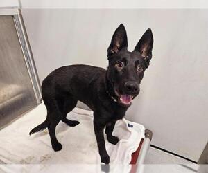 German Shepherd Dog Dogs for adoption in San Clemente, CA, USA