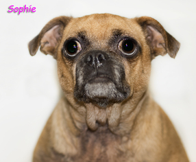 Pug Dogs for adoption in Shamokin, PA, USA