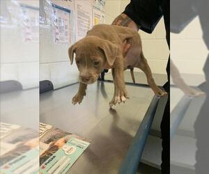 American Pit Bull Terrier-Unknown Mix Dogs for adoption in Corpus Christi, TX, USA