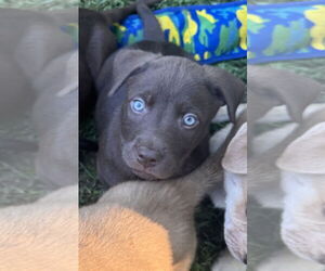 Chocolate Labrador retriever-Unknown Mix Dogs for adoption in Pottstown, PA, USA