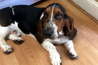 Small Basset Hound