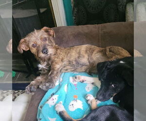 Shih Tzu-Unknown Mix Dogs for adoption in FAIRLAWN, OH, USA