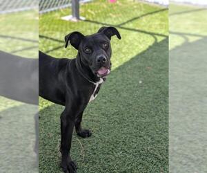 American Pit Bull Terrier-Labrador Retriever Mix Dogs for adoption in Downey, CA, USA