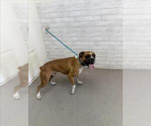 Boxer Dogs for adoption in San Bernardino, CA, USA