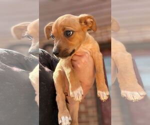 American Pit Bull Terrier-Unknown Mix Dogs for adoption in Forest, VA, USA