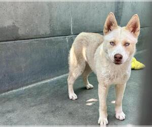 Siberian Husky Dogs for adoption in Pasadena, CA, USA