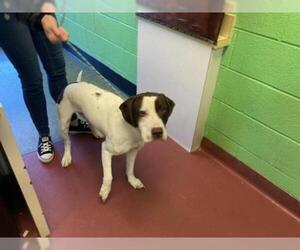 German Shorthaired Lab Dogs for adoption in Murfreesboro, TN, USA
