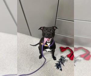 American Pit Bull Terrier Dogs for adoption in Louisville, KY, USA