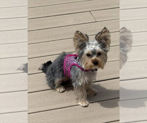 Medium Photo #5 Mutt Puppy For Sale in Allentown,, PA, USA