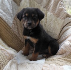 Shepradors Dogs for adoption in Newnan, GA, USA